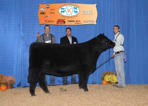 Grand Champion SimGenetics Female -- Hara's Miss Princess 7B owned by Clayton Main, Schaeffer Show Cattle, Hagerstown, IN