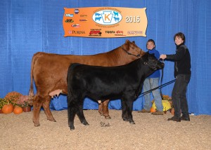 Reserve Champion SimGenetics Cow/Calf -- PVSM Freedom To Dream owned by PSA member Laurie Meyers, Powell's Valley Simmentals, Halifax, PA
