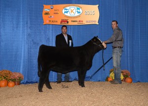 Reserve Grand Champion Simmental Female -- S&S Emily's Honey owned by Tim Schaeffer, Schaeffer Show Cattle, Hagerstown, IN