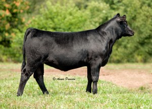 Open Heifer: 1/2 Simmental, 1/2 Angus. Will be lots of fun to show.