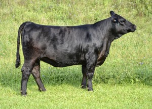 Bred Heifer: Sired by Upgrade, bred to Grandmaster