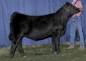 Open Heifer: Fall SimAngus heifer, ready for junior shows
