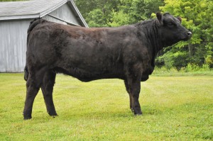 Bred Heifer: Sired by Trademark, bred to In Dew Time