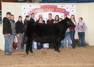 Junior Simmental Grand Champion Heifer -- SHCC KLC I’ll Bea Star, exhibited by PJSA member Scott Snyder, Titusville, Crawford Co. on Sunday, Jan. 11, at the 2015 Pennsylvania Farm Show. (L-R): Kyle Fleener, Ethan Whiteside, Kelly Dietrich, Kelsey Delaplain, William Price, Jessica Snyder, Dave Snyder, judge Chris Cassady, Monica Debroski, Maria Angelo, Raymond Biebel, Makayla Stone, and Scott Snyder