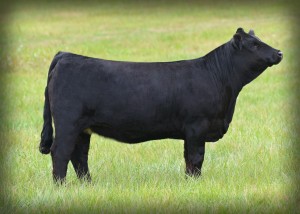 Bred Heifer: Bred to Upgrade, due in January — Reserve Champion Simmental at the Maryland State Fair