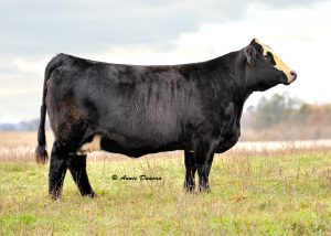 Lot #5 -- Full Circle Farms consigned a MF Miss Built Right U553 pregnancy which sold for $3,900. 