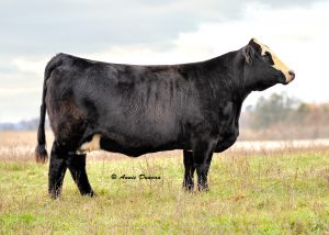 Lot #5 -- Full Circle Farms consigned a MF Miss Built Right U553 pregnancy which sold for $3,900.