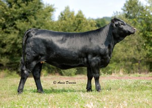 Bred Heifer: Sired by Sweet Meat Bred to KLer. Make it Rain, due in March