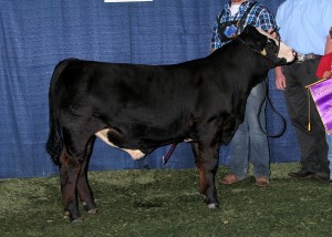 Bull: Sired by FBF1 Combustible — Reserve Champion Purebred bull at the West Virginia State Fair