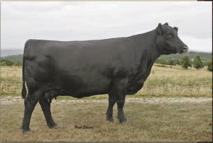 Dam of Lot #48 -- AAS Milestones Georgina, bred heifer consigned by Anvil Acres Simmentals.