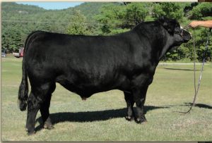 Lot #70 -- PCSC Blizzard 3C, who was consigned by Pine Creek Show Cattle, was the high-selling bull.