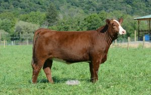 Lot #28 -- Winslow Lucky Seven, open heifer consigned by Full Circle Farm.