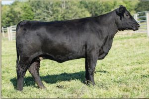 Lot #52 -- Reachs Ms Brenda, bred heifer consigned by Palmer Cattle Co.