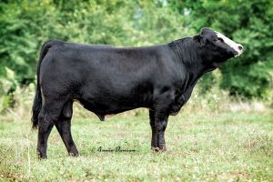 Lot #66 -- Second highest-selling bull, PVSM Fire in the Night, was consigned by Powell's Valley Simmentals. 