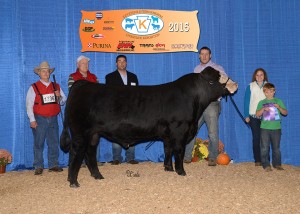 Grand Champion Simmental Bull -- SSC Shell Shocked 44B owned by PSA member Greg Stewart, Stewart's Simmental Cattle, Halifax, PA